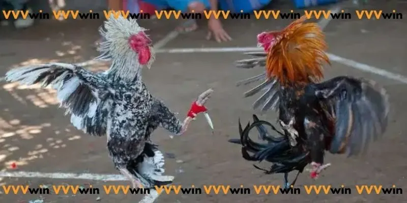 Đá Gà Trực Tiếp Cựa Dao