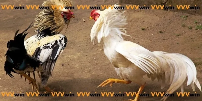 Trực tiếp đá gà c1